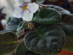 Streptocarpus ionanthus