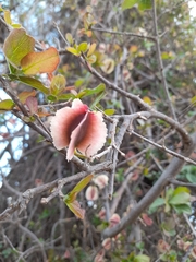 Combretum mossambicense