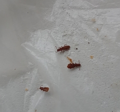 Oryzaephilus surinamensis