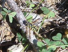 Chrysotoxum intermedium