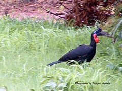 Bucorvus abyssinicus
