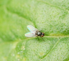 Agromyzidae