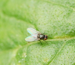 Agromyzidae