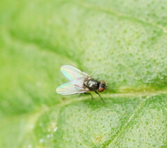 Agromyzidae