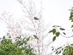 Treron phoenicopterus