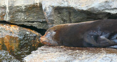 Arctocephalus galapagoensis