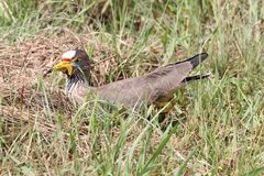 Vanellus senegallus lateralis