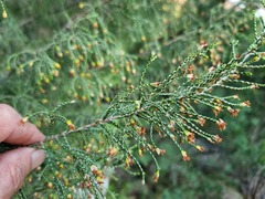 Passerina montana