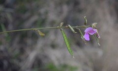 Tephrosia longipes