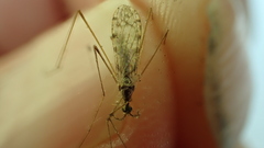 Rhipidia maculata