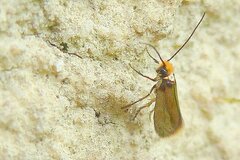 Micropterix calthella