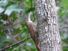 Xiphorhynchus flavigaster