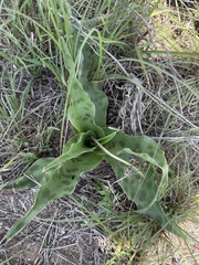 Ledebouria marginata