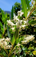 Gomphocarpus