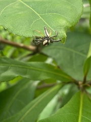 Telamonia dimidiata