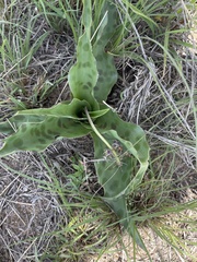 Ledebouria marginata