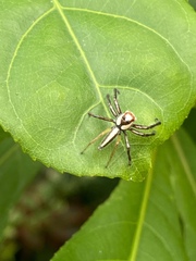 Telamonia dimidiata