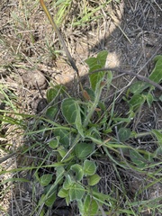 Acalypha villicaulis
