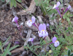 Linaria algarviana