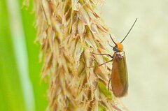 Micropterix calthella