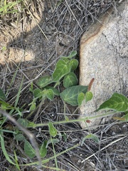 Acalypha villicaulis