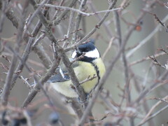 Parus major