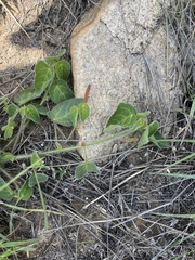 Acalypha villicaulis