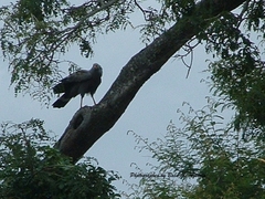 Polyboroides typus