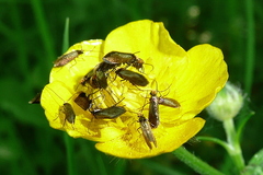 Micropterix calthella