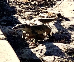Varanus gouldii