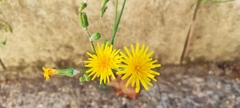 Sonchus tenerrimus