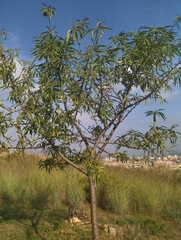 Prunus amygdalus
