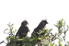 Colius striatus minor