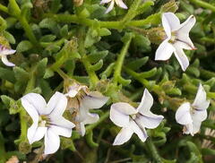 Cyphanthera