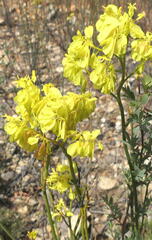 Glischrocaryon behrii