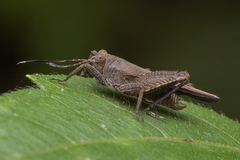 Phaesticus mellerborgi