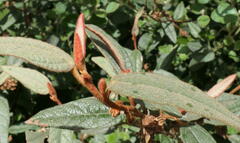 Lasiopetalum macrophyllum