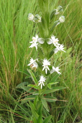 Habenaria dives