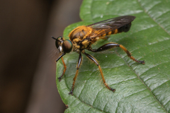 Laphriini