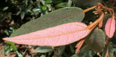 Lasiopetalum macrophyllum