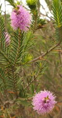 Melaleuca decussata