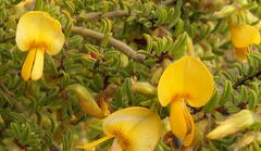 Pultenaea hispidula