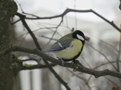 Parus major