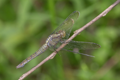 Orthetrum testaceum