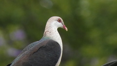 Columba leucomela