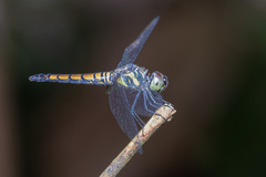 Brachydiplax farinosa