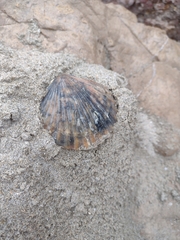 Aequipecten opercularis