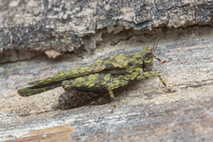 Lamellitettigodes contractus