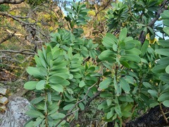 Protea caffra caffra