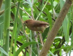 Sinosuthora webbiana